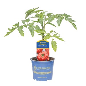 Kiepenkerl Tomate Fido Maxi im Topf, hellrote, gerippte Fleischtomate mit grünen Blättern.