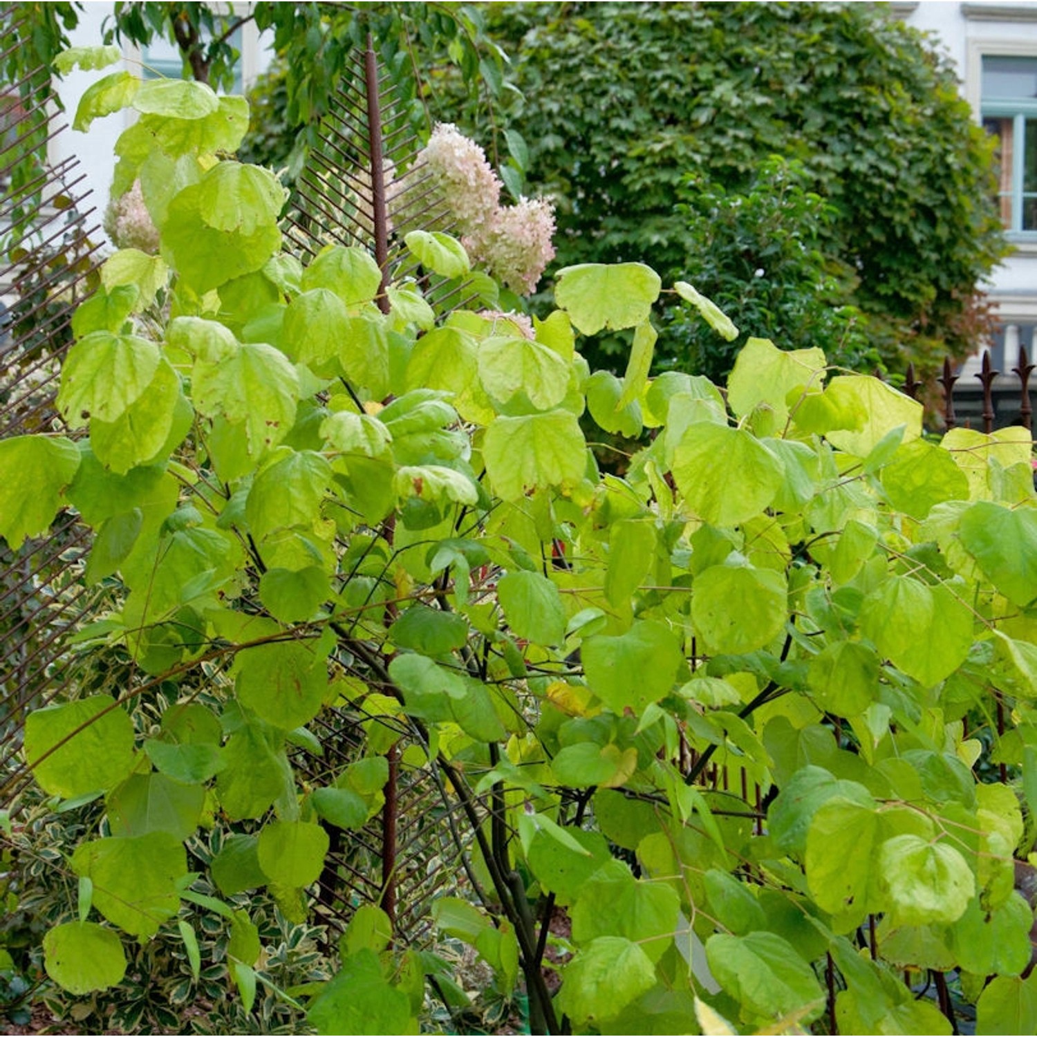 Kanadischer Gold Judasbaum 100-125cm - Cercis canadensis günstig online kaufen