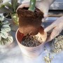 Anwendung von Westland Bims-Granulat als Drainage in einem Blumentopf.