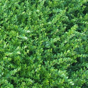 6 x Heckenmyrte 'Hohenheimer Findling' Lonicera nitida Topf 9cm Elliptisches Laub