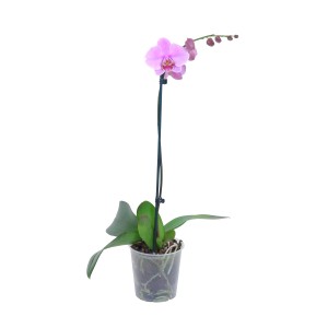 Rosa Schmetterlingsorchidee (Phalaenopsis) mit mehreren Blüten im Topf.