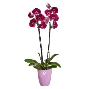 Elho Loft Urban Balkonkasten Allin1 50 Weiß mit blühender, pinkfarbener Orchidee.