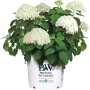 Ballhortensie Strong Annabelle im Topf mit großen, weißen Blütenbällen und grünen Blättern.
