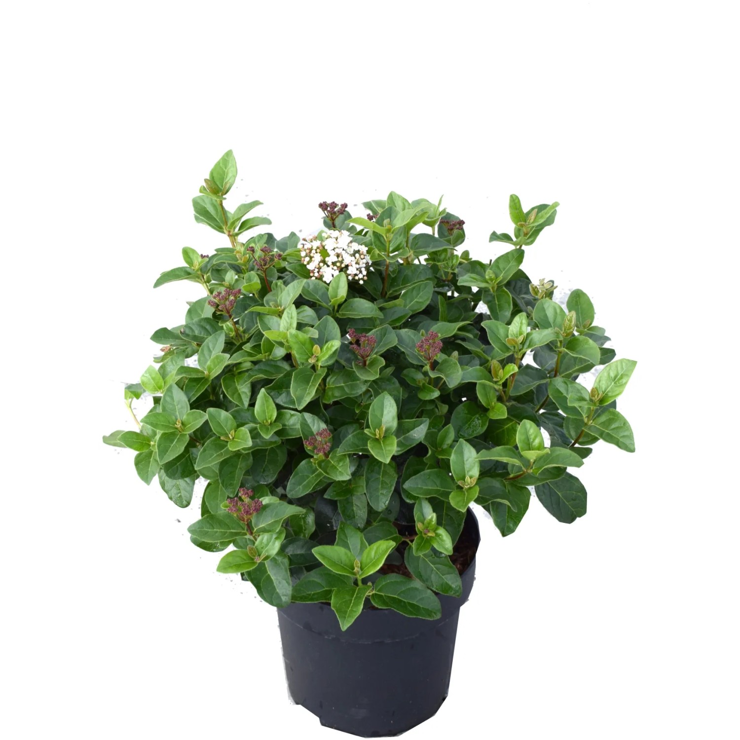 GROW by OBI Lorbeer Schneeball Lisarose H ca. 50cm Topf 6l Viburnum tinus
