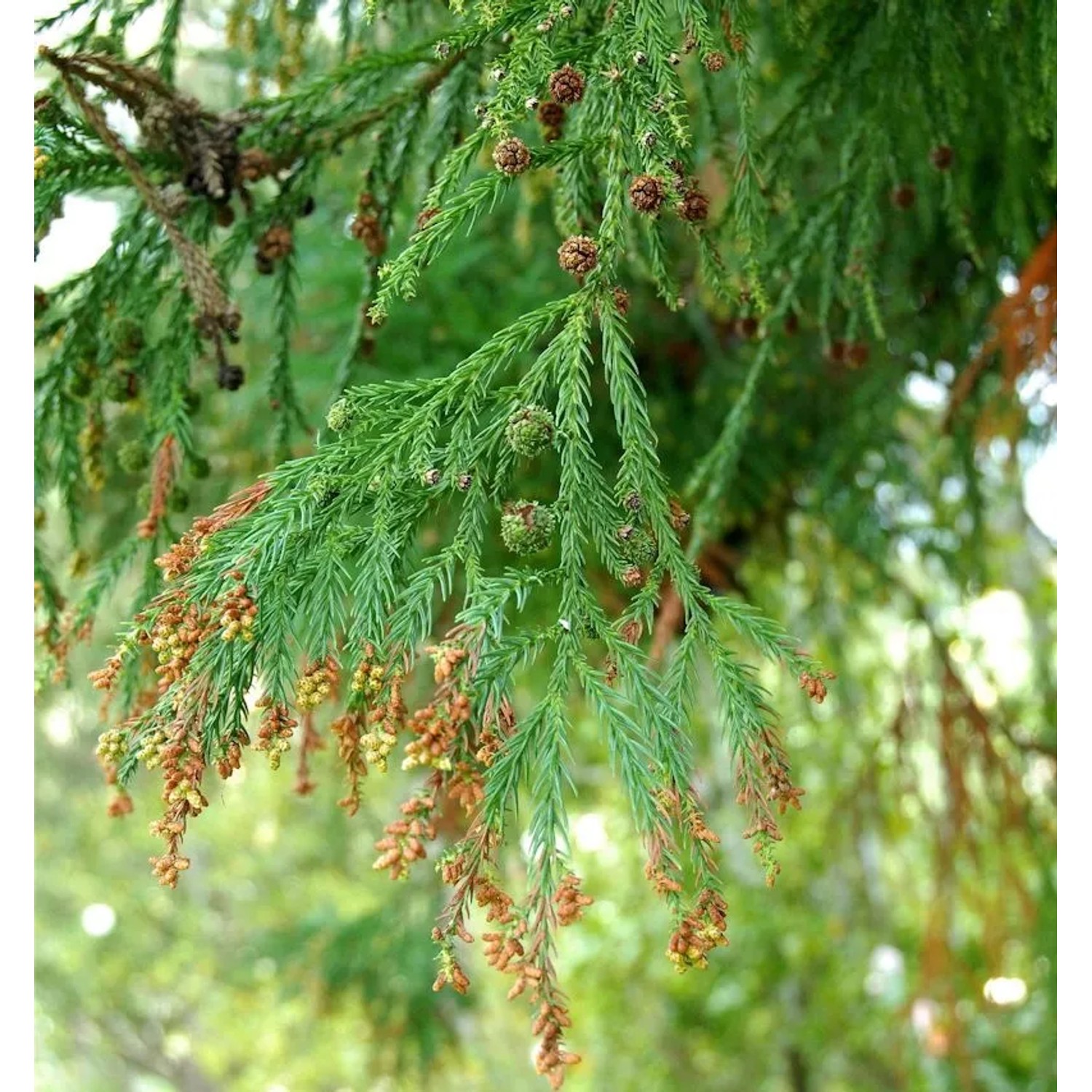 Sicheltanne 80-100cm - Cryptomeria japonica