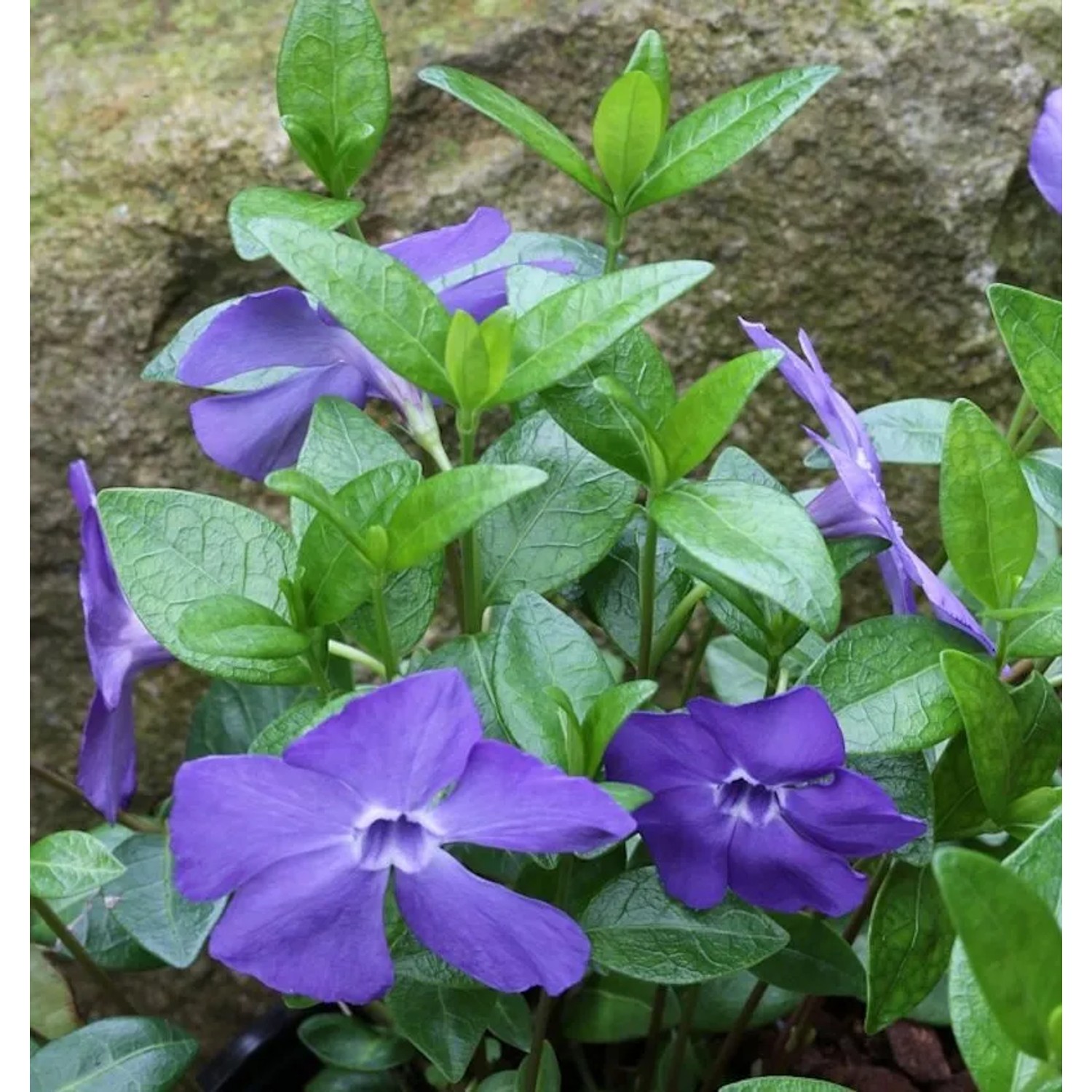 10x Immergrün Bowles - Vinca minor