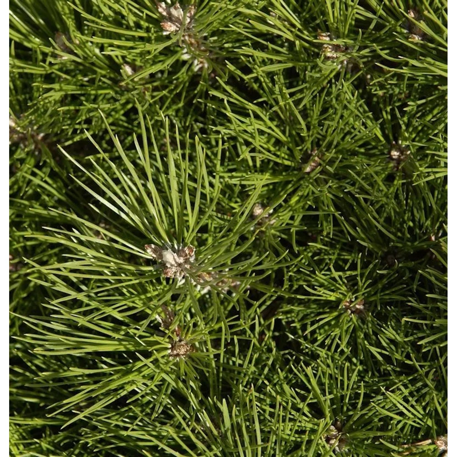 Hochstamm Schwarzkiefer Bambino 40-60cm - Pinus nigra