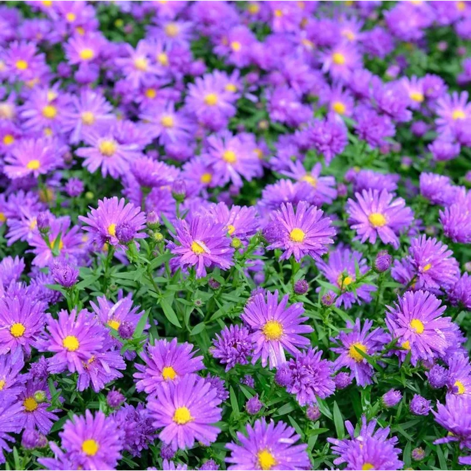 Rauhblattaster Violetta - Aster novae angliae