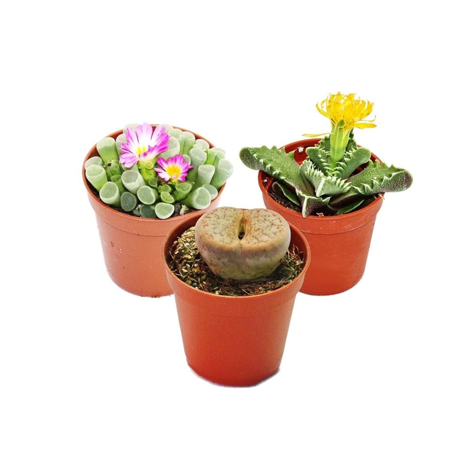 Exotenherz Kalahari-Mix 3 Pflanzen im 5,5cm Topf