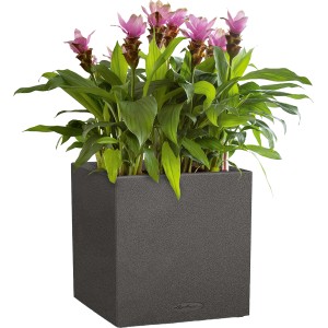 Lechuza Canto Stone low Pflanzgefäß, graphitschwarz, mit pinken Blüten.