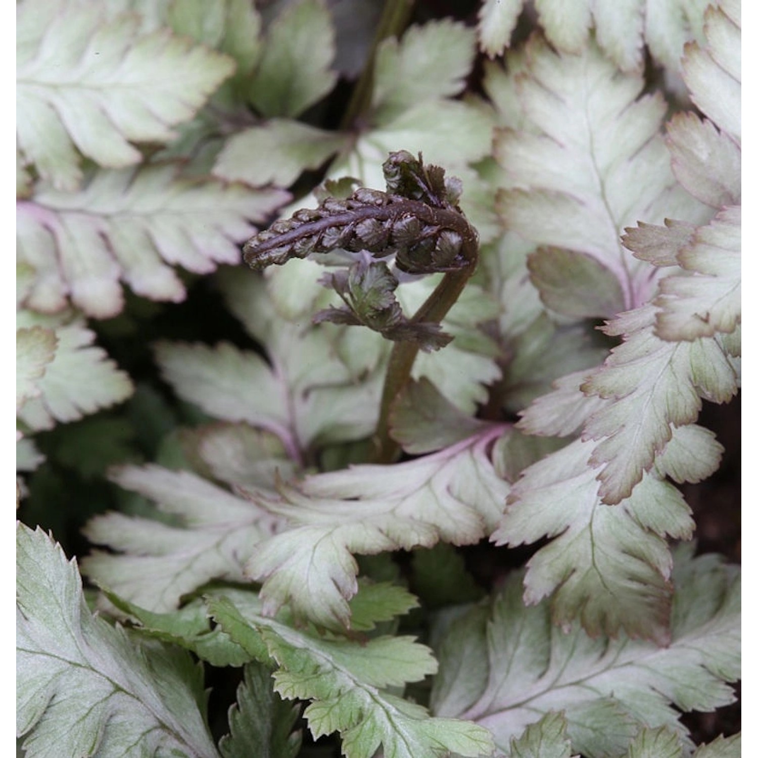 Regenbogenfarn Red Beauty - Athyrium niponicum günstig online kaufen