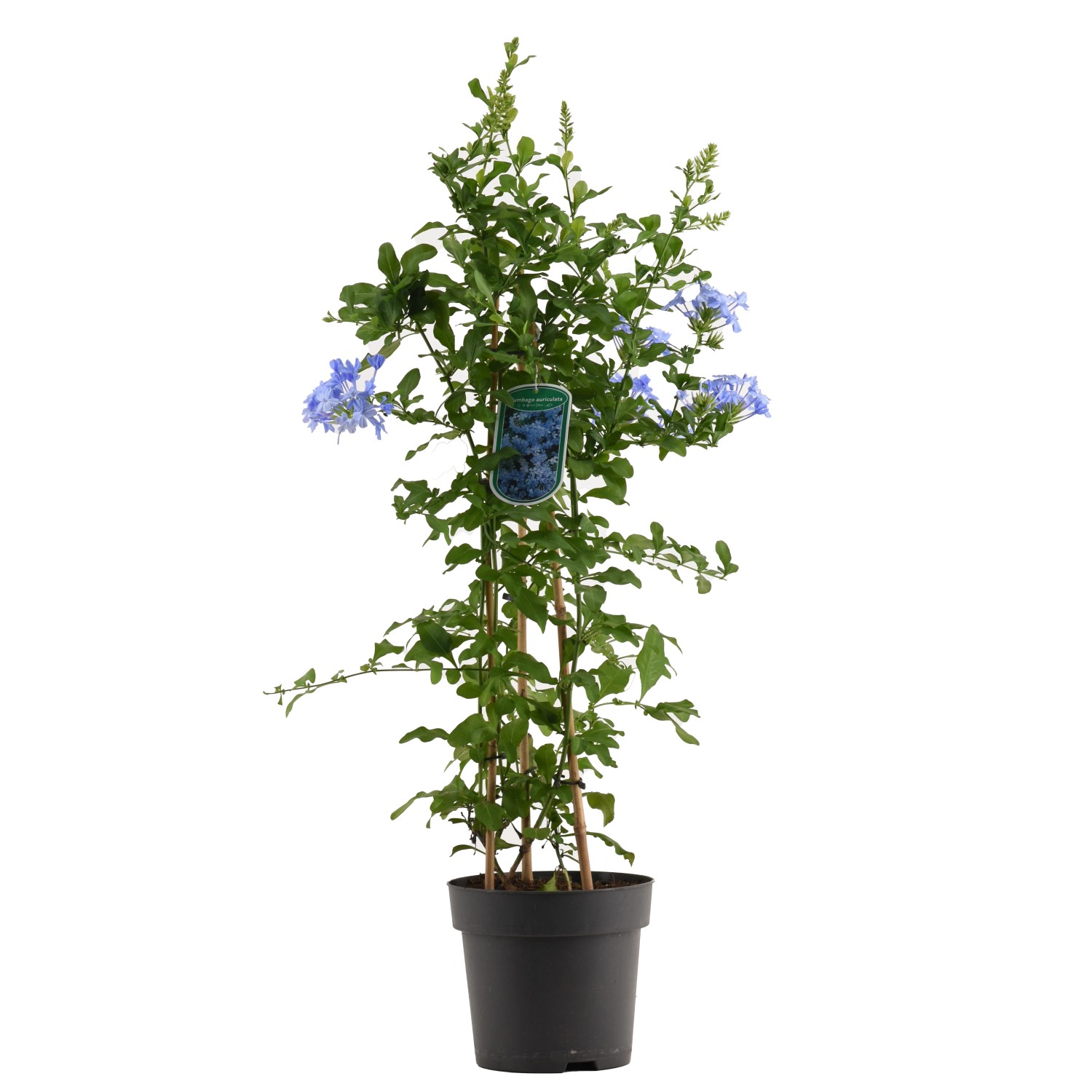 GROW by OBI KapBleiwurz Blau Höhe ca. 70 cm Plumbago auriculata kaufen