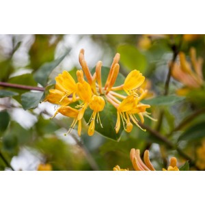 Blühendes Geißblatt Lonicera Tellmanniana mit orange-gelben Blüten, Nahaufnahme.