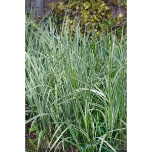 Carex Conica Snowline Ziergras mit weiß-grünen Blättern im 9x9 cm Topf.
