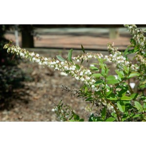 Blühendes Heidekraut 'Zenobia Blue Sky' mit blaugrünem Laub und weißen Blüten.
