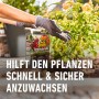 Compo Wurzel-Turbo: Anwender streut das Bewurzelungspulver für besseres Anwachsen von Pflanzen.