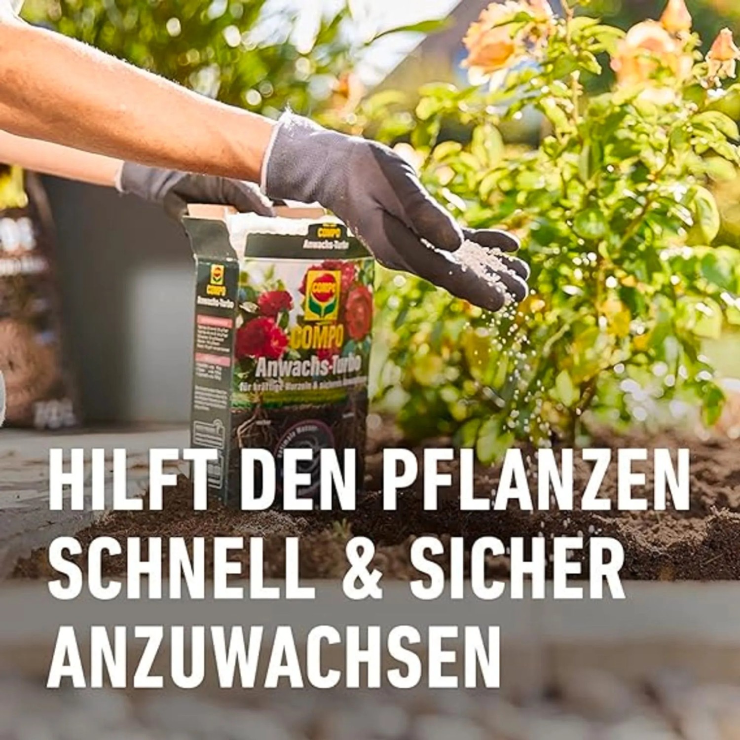 Compo Wurzel-Turbo: Anwender streut das Bewurzelungspulver für besseres Anwachsen von Pflanzen.