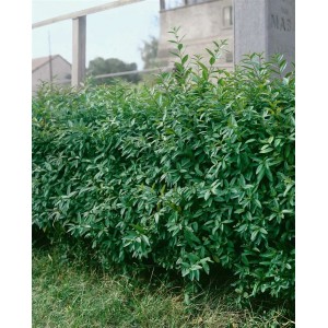 Dichter, grüner Liguster 'Lodense' als Heckenpflanze im Garten.