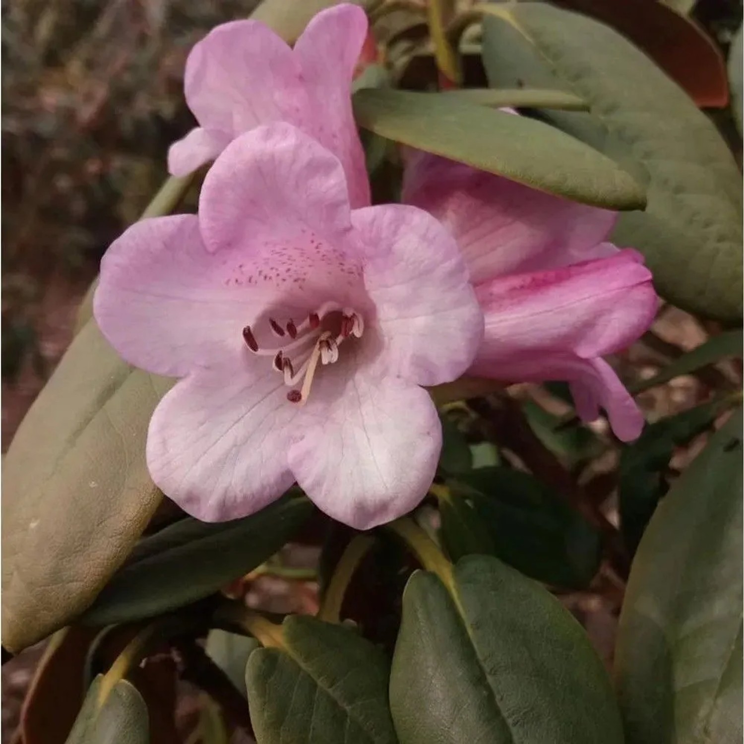 Frühe Rhododendron February Dawn 25-30cm - Alpenrose