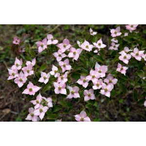 Blühender Blumen-Hartriegel (Cornus Kousa) mit zarten rosa Blüten und grünen Blättern.