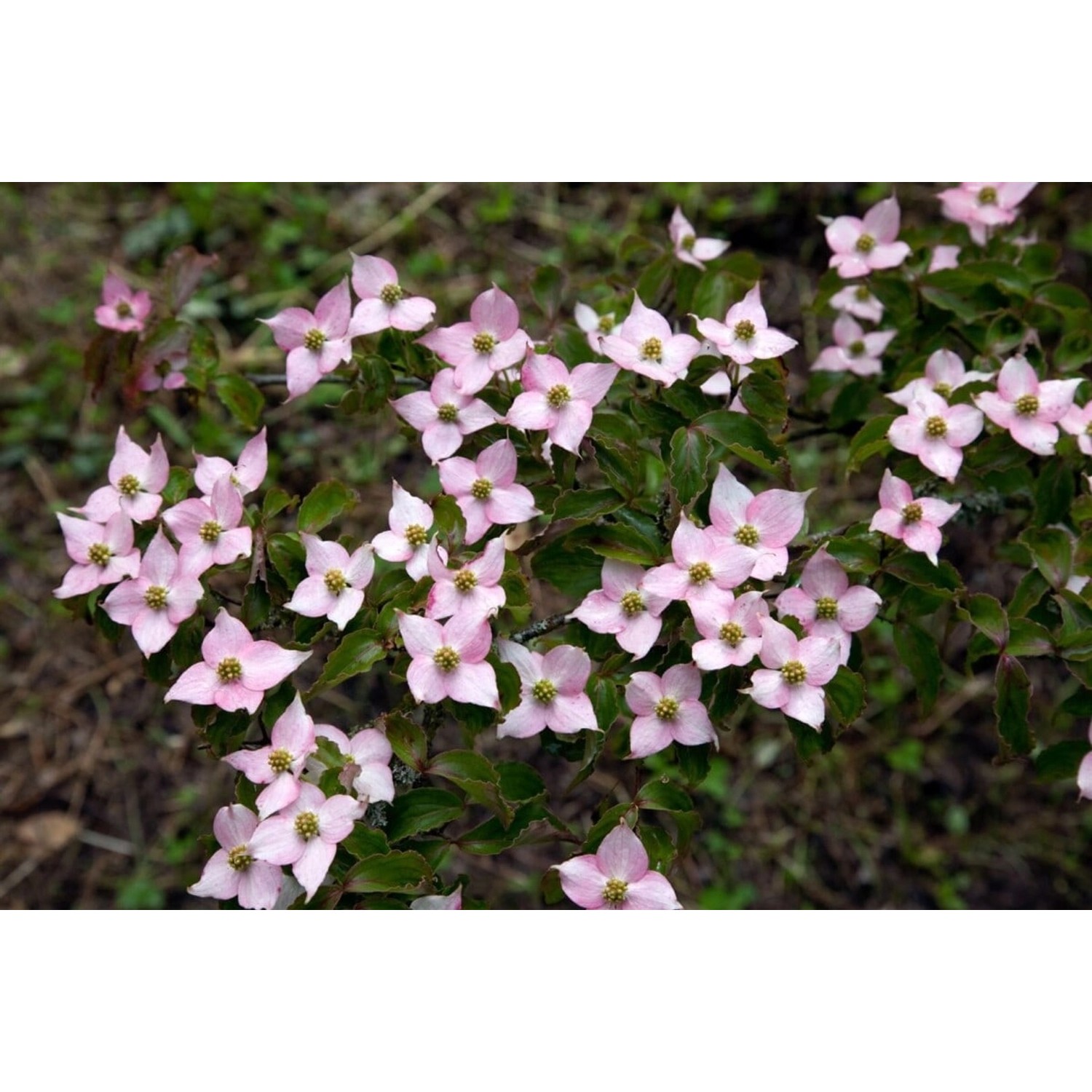 Cornus Kousa Blumen-Hartriegel 60-80 cm günstig online kaufen