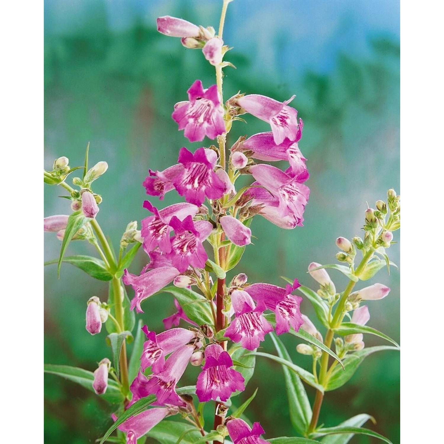 Penstemon X Cult.'midnight' Bartfaden Ca. 11x11 cm Topf günstig online kaufen