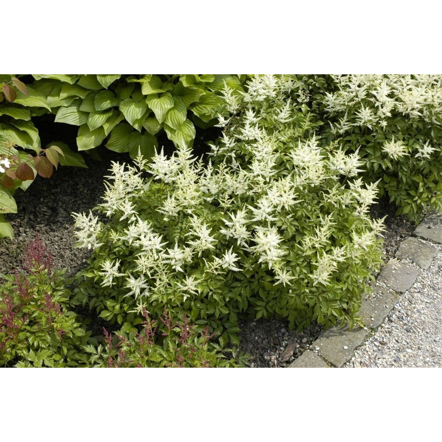 Astilbe Japonica Washington Prachtspiere Ca. 9x9 cm Topf günstig online kaufen