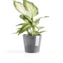 Ecopots Amsterdam Pflanztopf, Ø 10,5 cm, grau, mit Dieffenbachia Pflanze.
