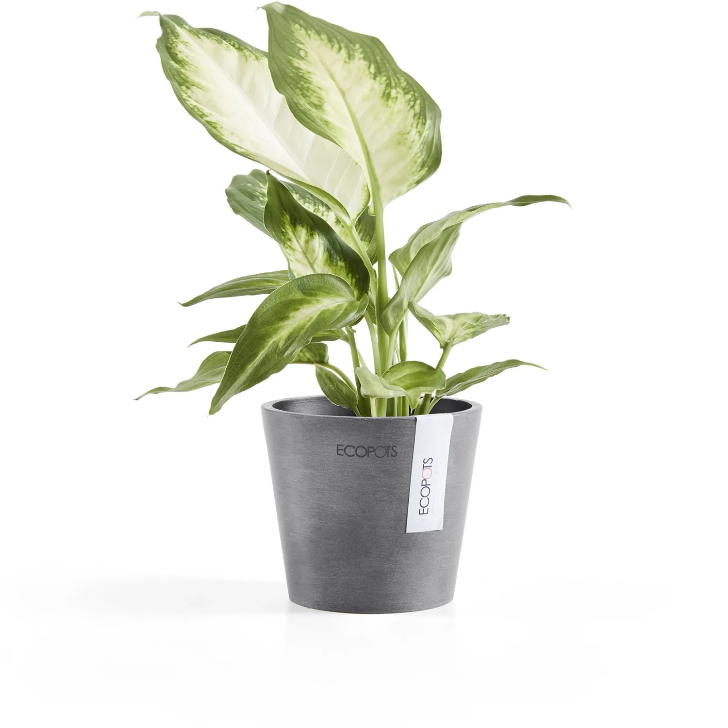 Ecopots Amsterdam Pflanztopf, Ø 10,5 cm, grau, mit Dieffenbachia Pflanze.