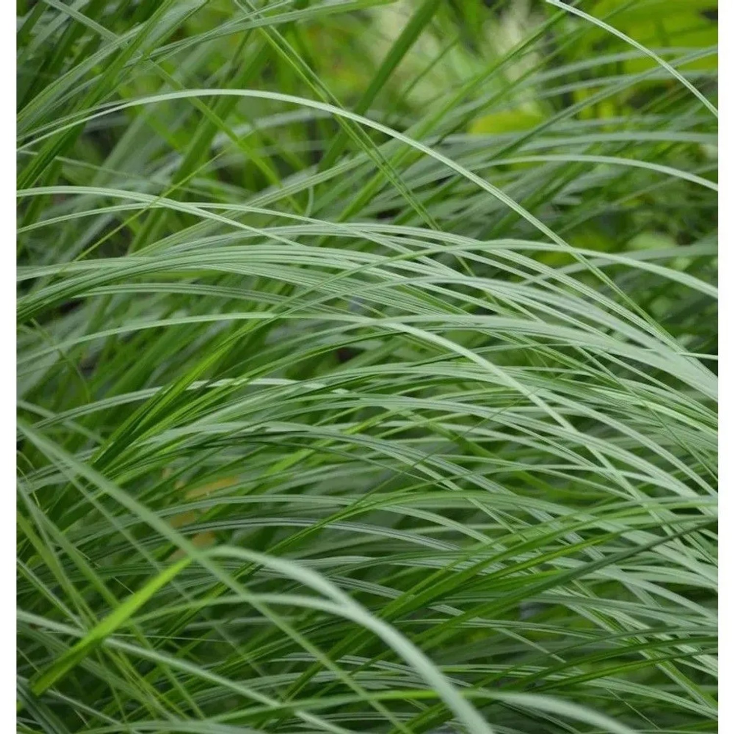Lampenputzergras Weserbergland - Pennisetum alopecuroides