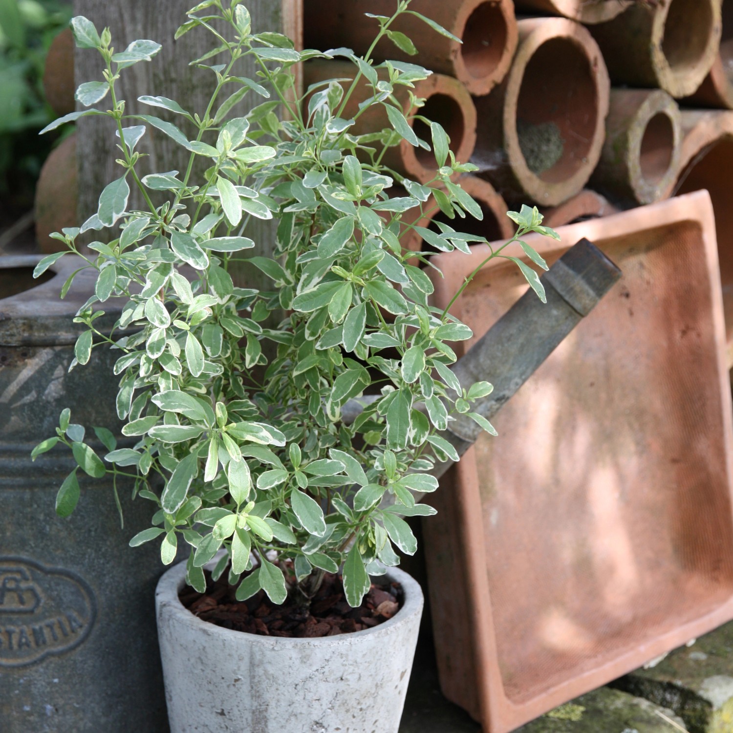 Blu Magenbitter-Salbei Variegata im Topf, grün-weiße Blätter. Weitere Kräuter für den Garten.