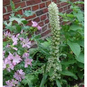 Straussblütige Glockenblume (Campanula thyrsoides) im Garten, walzenartige Blüte in Creme-Gelb.