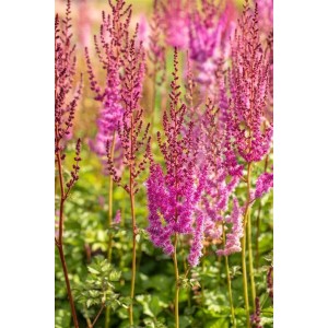 Prachtspiere 'Purpurlanze' (Astilbe chinensis) mit purpurroten Blütenständen im Garten.