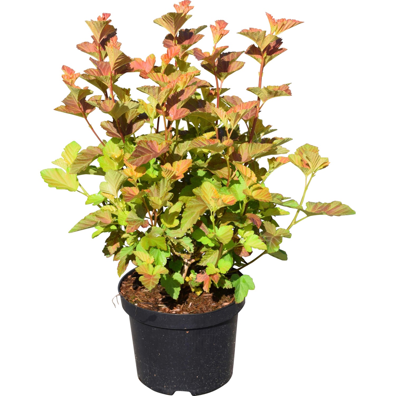 Blasenspiere "Amber Jubilee" Höhe ca. 40 60 cm Topf ca. 4 l kaufen