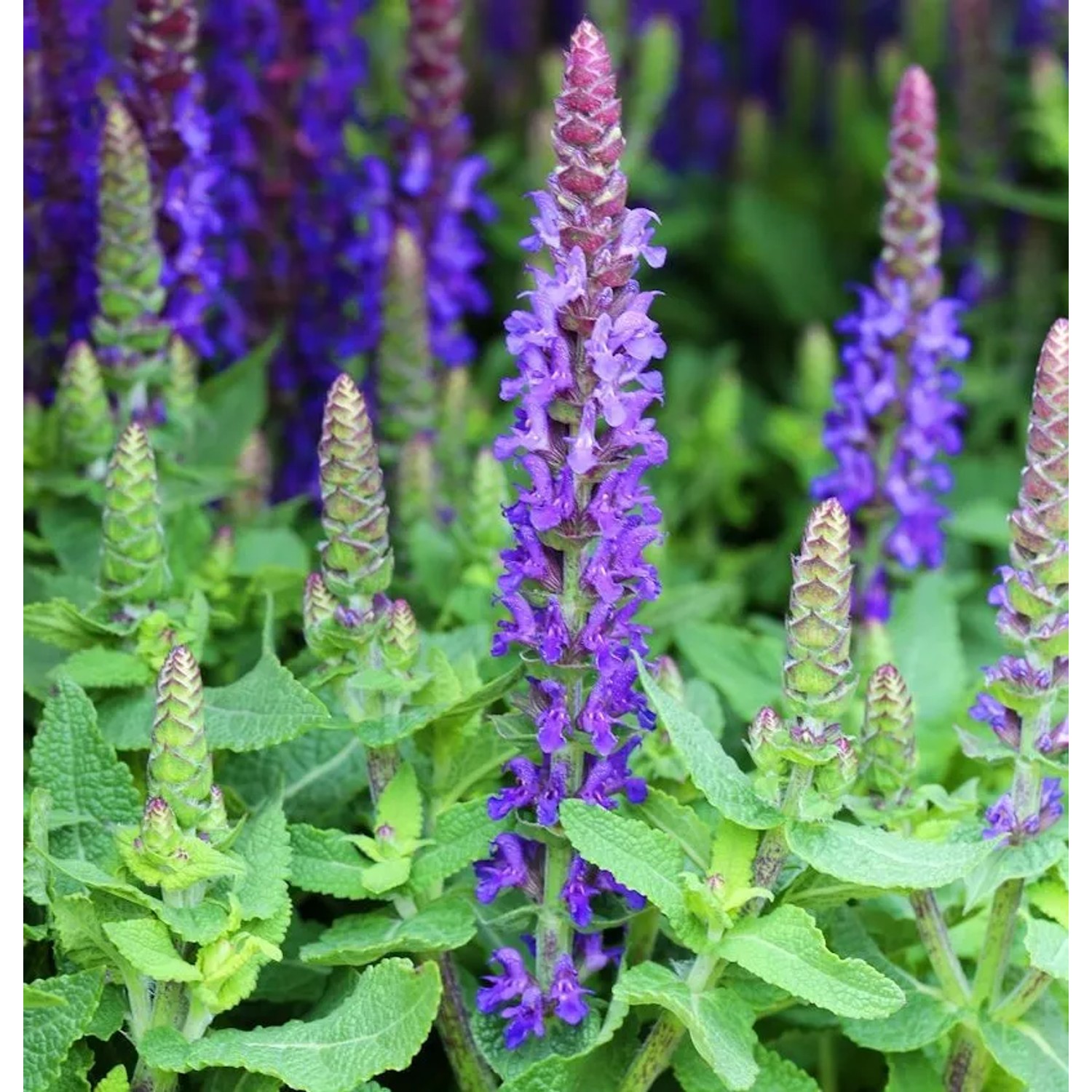 Salbei Sensation Deep Blue - Salvia nemorosa