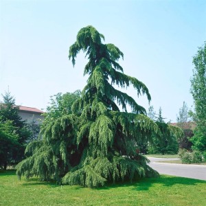 Hängende Himalaya-Zeder (Cedrus Deodara Pendula), 80-100 cm, mit blaugrünen Nadeln im Garten.