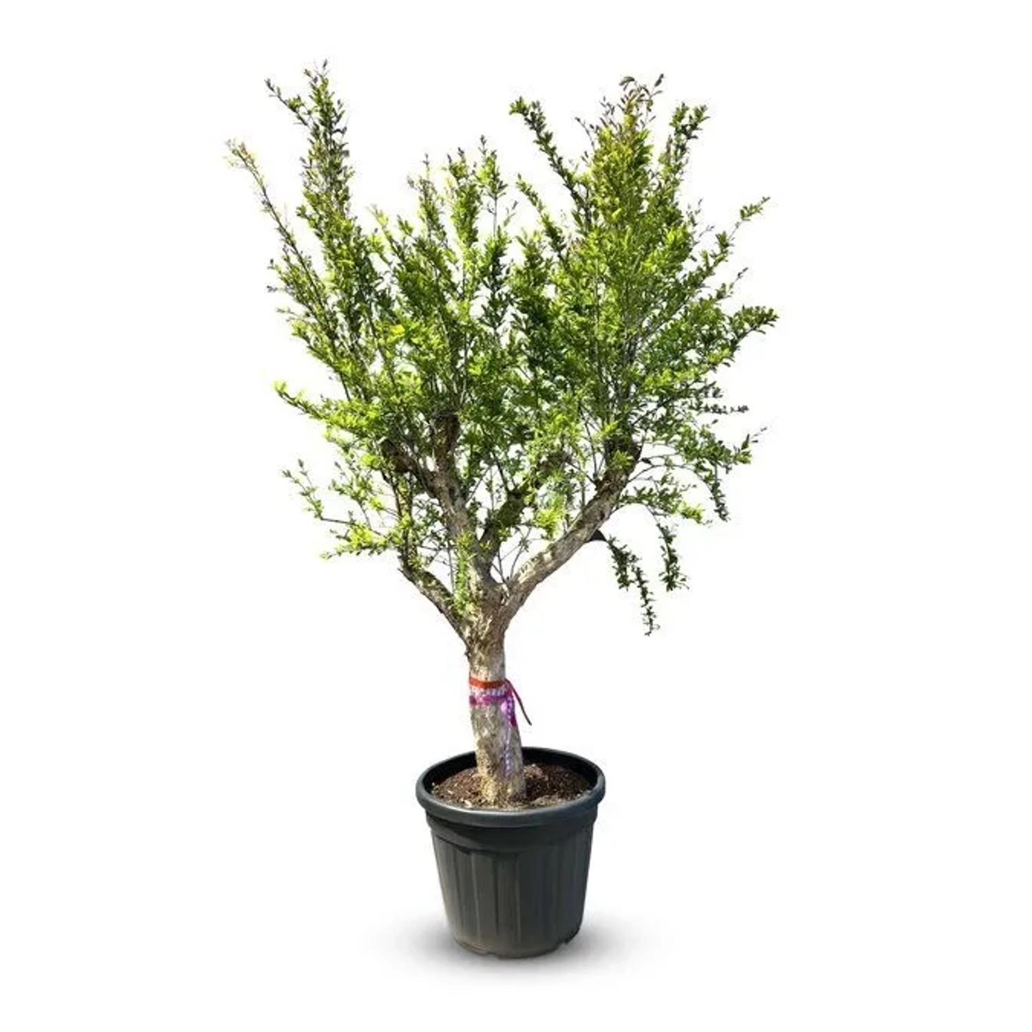 Sunny-Tree Granatapfelbaum XL  Winterharter Obstbaum Punica Granatum Höhe 240 cm Stammumfang 40-50 cm