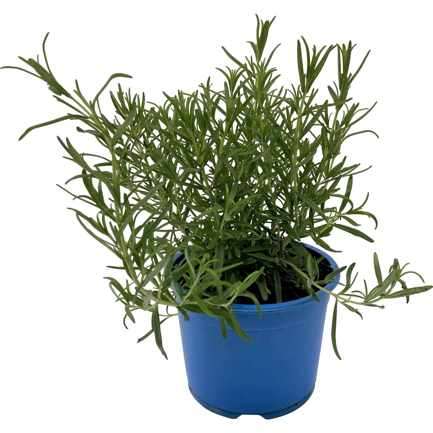 46+ Rosmarin Topf Pflanzen Kölle, Der rosmarin, salvia rosmarinus