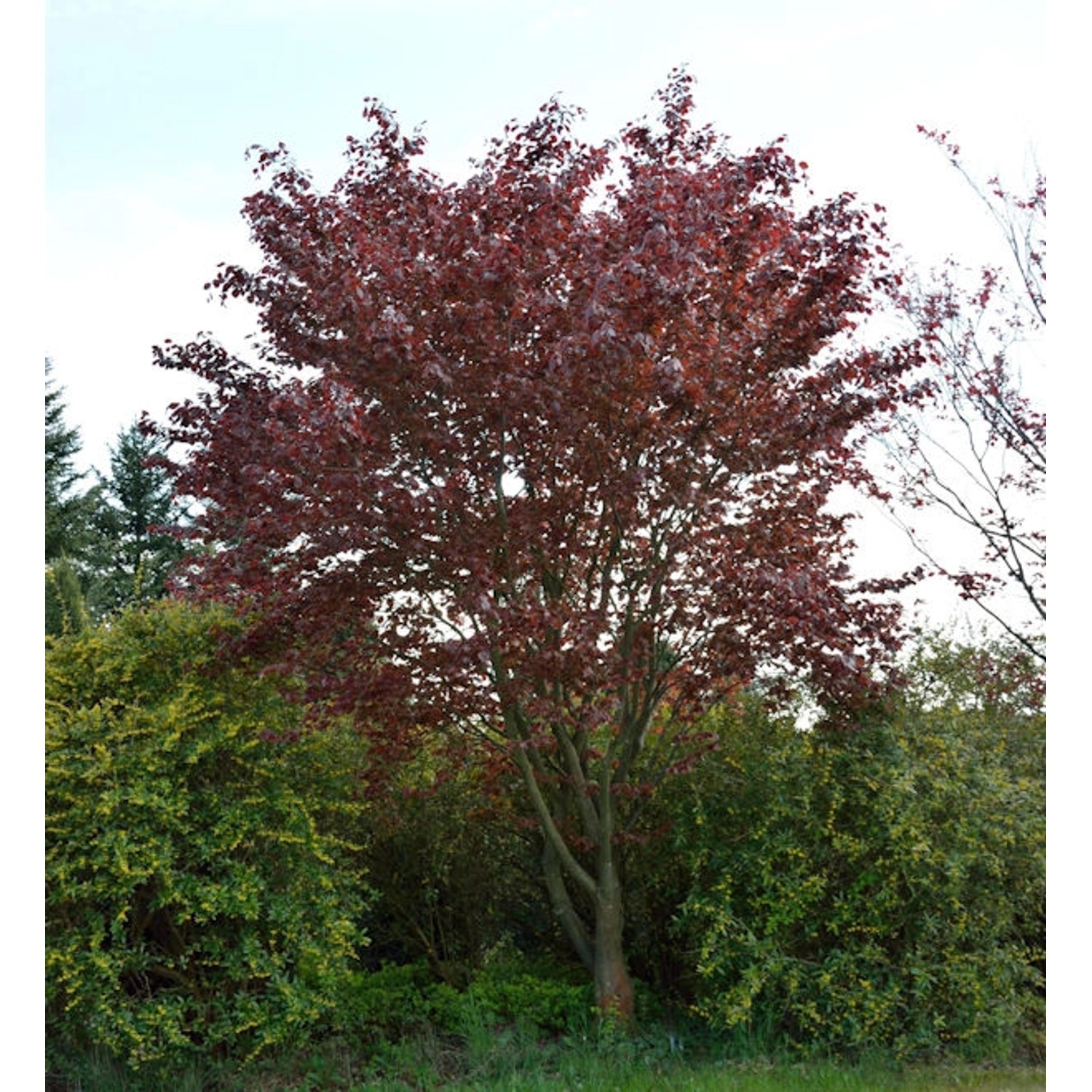 Blutbuche Swat Magret 40-60cm - Fagus sylvatica günstig online kaufen