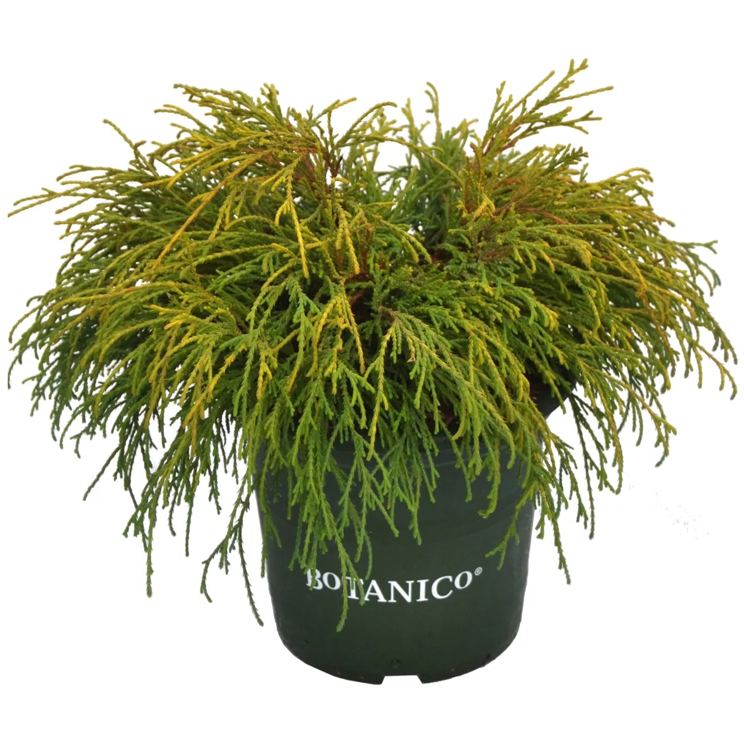 Fadenscheinzypresse "Golden Mop" Höhe ca. 25 cm Topf ca. 4 l Chamaecyparis pis.