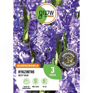 GROW by OBI Hyazinthe Delft Blue Blau 3 Stück Hyacinthus orientalis Delft Blue