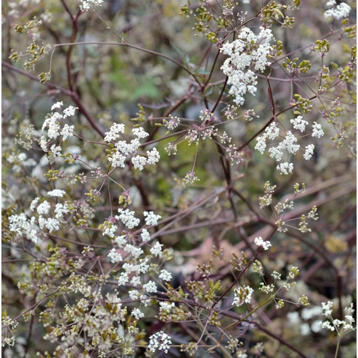 Wiesenkerbel Ravenswing - Anthriscus sylvestris günstig online kaufen