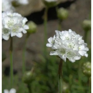 Weiße Strandnelke Alba (Armeria maritima) mit dichten Blütenköpfen und grünen Knospen. Ideal für Stauden.
