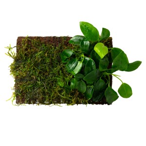 Stoffels Aquariumpflanze Vesicularia und Anubias auf Lavastein, grüne Unterwasserpflanze.