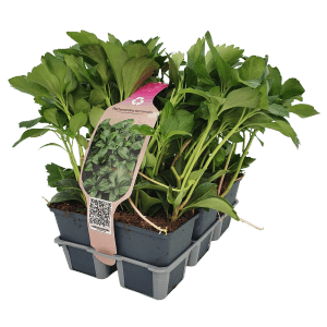 6er Pack Schattengrün (Pachysandra terminalis) im Topf, ideal als Bodendecker für schattige Standorte.