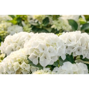 Nahaufnahme der weißen Blüten der Bauernhortensie Hydrangea Macrophylla Bianco.