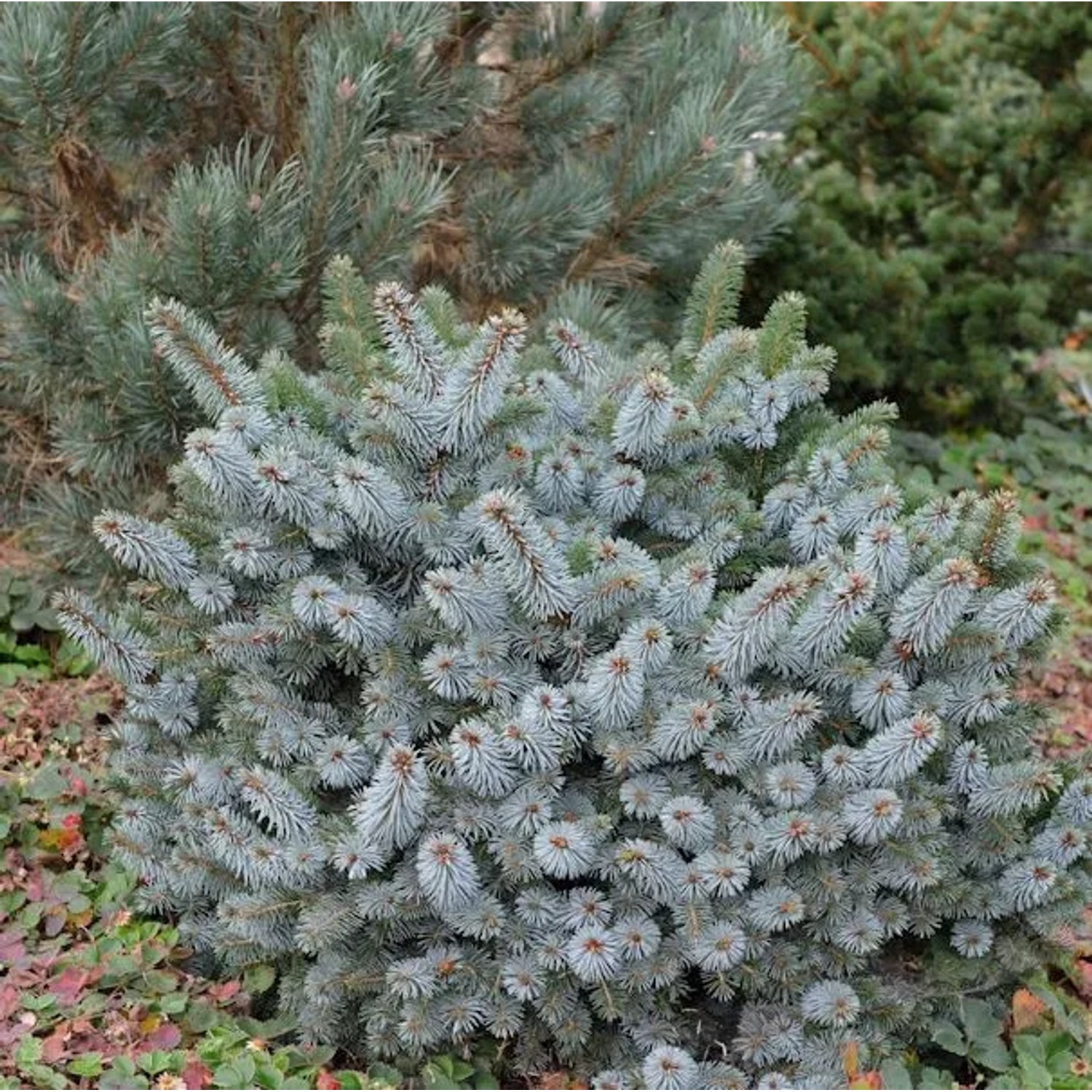 Stechfichte Silberzwerg 30-40cm - Picea sitchensis