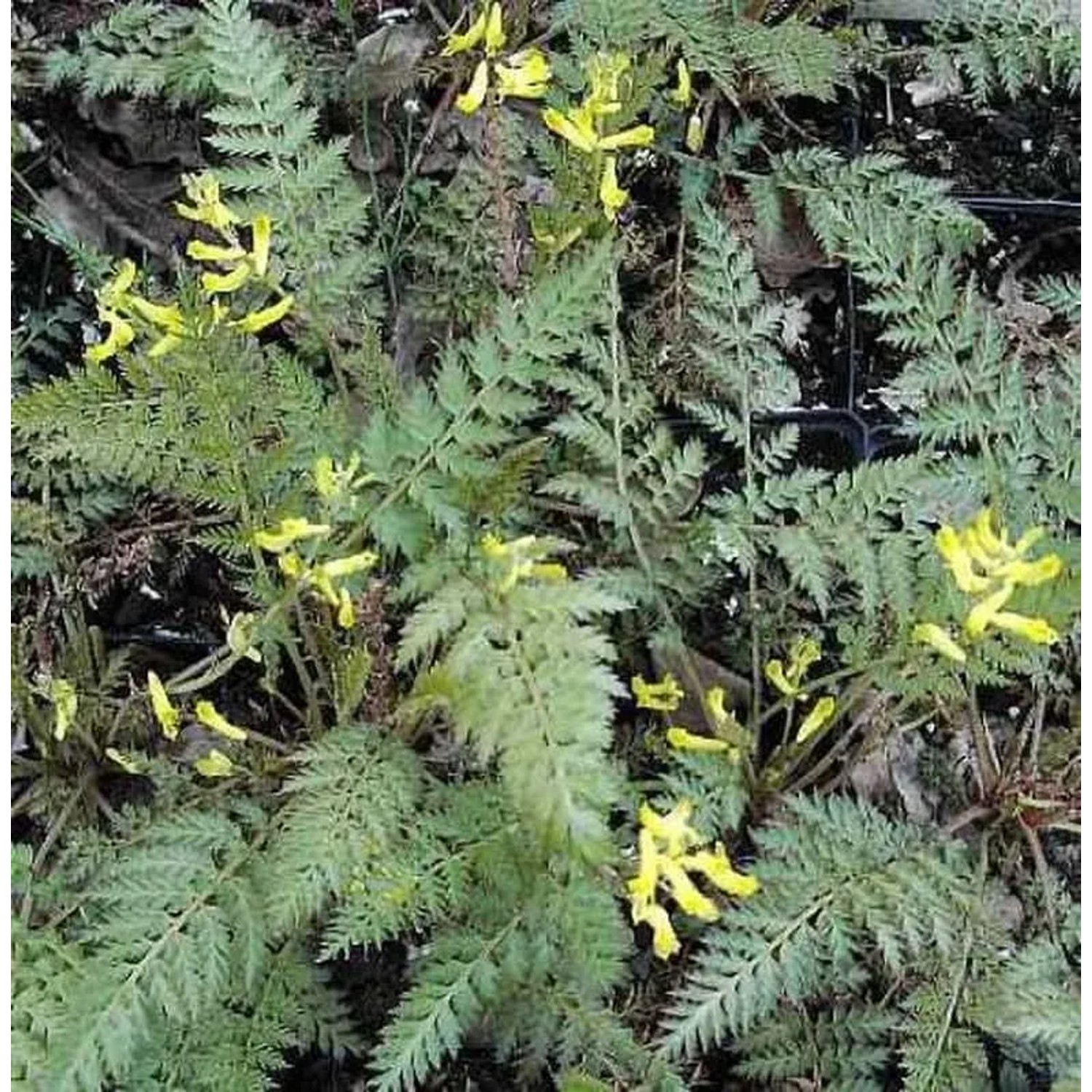 Farnblättriger Lerchensporn - Corydalis cheilanthifolia