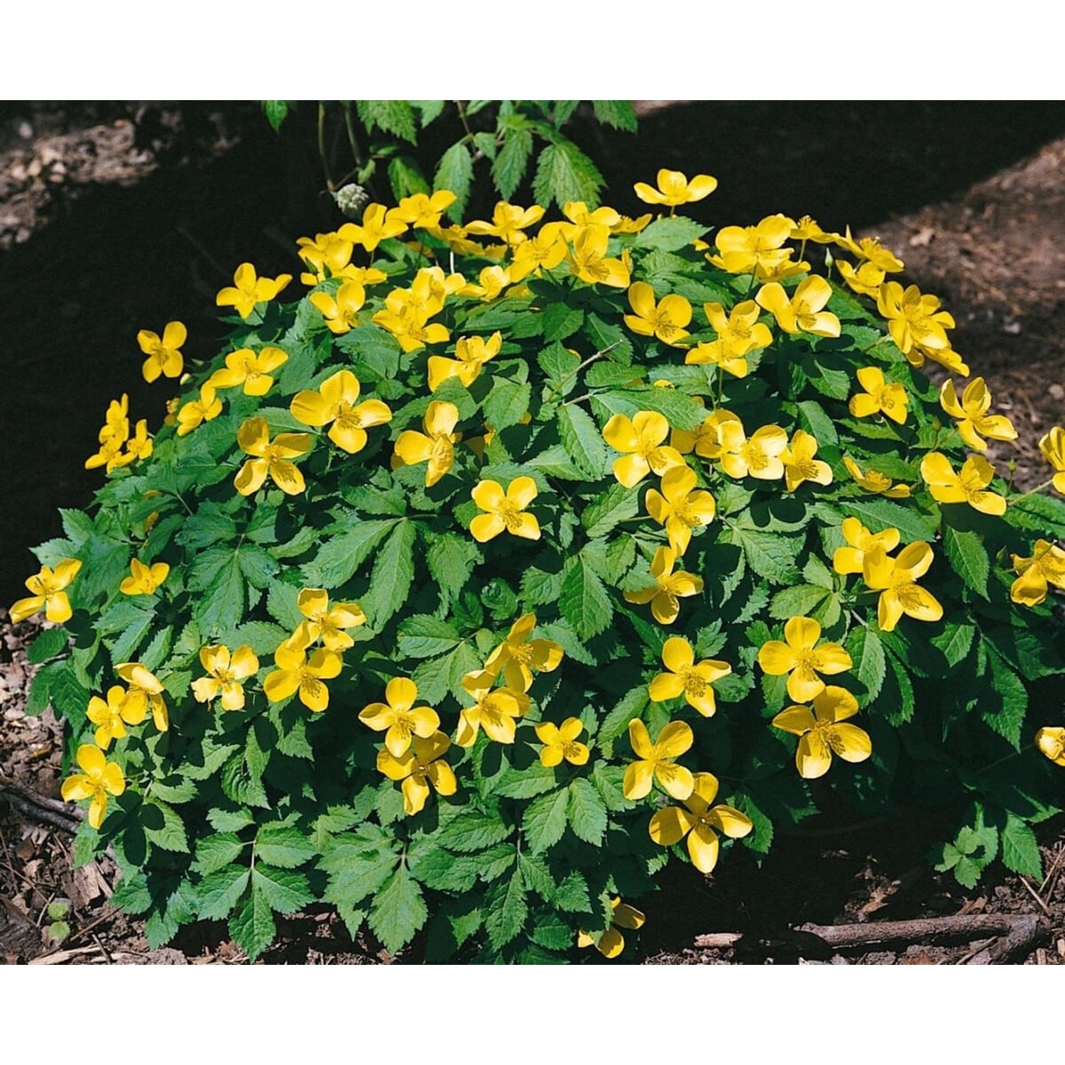 Hylomecon Japonicum Japanischer Waldmohn Ca. 9x9 cm Topf günstig online kaufen