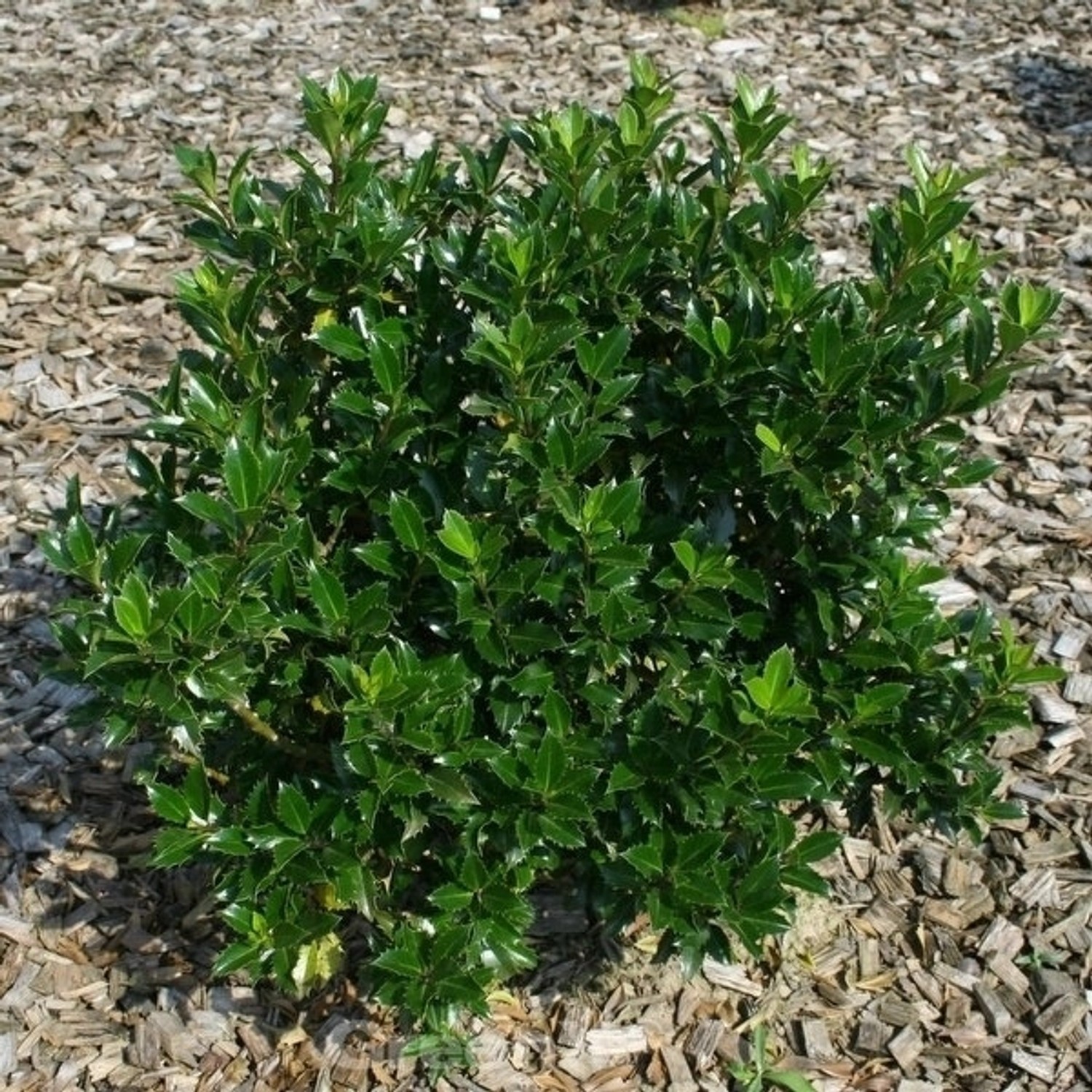 Stechpalme Ilex Heckenpracht 30-40cm - Ilex meserveae günstig online kaufen